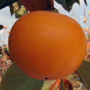 ʎc y `@L 1Nc z i L@io^ԍ 24349