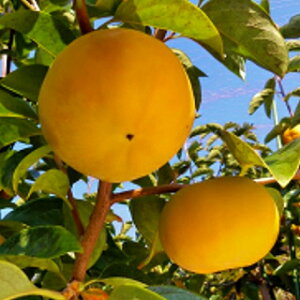 ʎc y `@ 1Nc z i @io^ԍ 25272