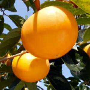 ʎc y `@ 1Nc z i ʁ@io^ԍ 25273