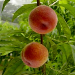 ʎc y @Ђ߂Ȃ 1Nc z i Ђ߂Ȃ@io^ԍ 17787