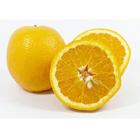 柑橘類の苗【 バレンシアオレンジ 1年生苗木 】