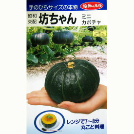 カボチャ 種 【 坊ちゃん 】 小袋 (8粒) ( カボチャの種 )