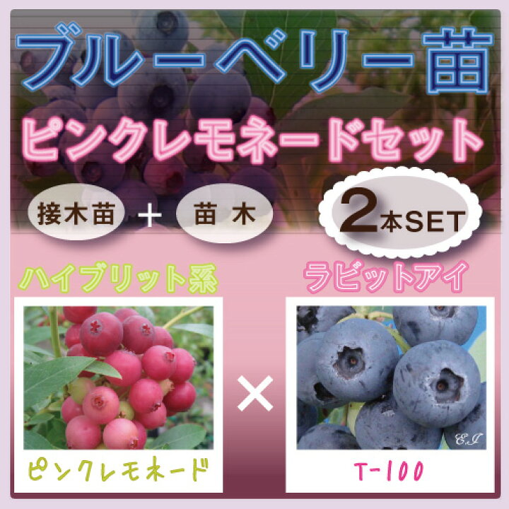 楽天市場】ブルーベリー苗木 ピンクレモネード セット【ハイブリッド系 