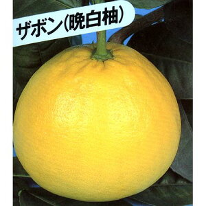 kނ̕c y ӔM i ΂؂ ʖF U{ j 1Nc z [ G IW 񂫂 JLc k c ]