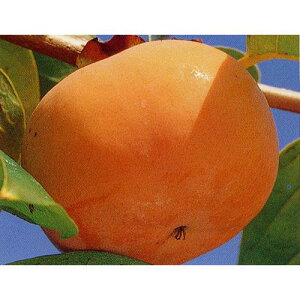 ʎc Ê`y O쑁Y i ܂킹낤 j 1Nc z[  JL ʎc ̔ ]