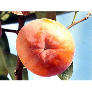 ʎc Ê` y xL` i ӂ䂩 j 1Nc z [ ӂ䂤  JL ʎc ̔ ]