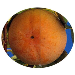 ʎc Ê` y T i 񂶂܂ j 1Nc z [ [W}  JL ʎc ̔ ]