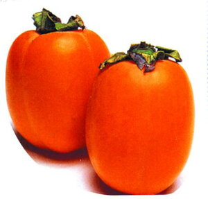 ʎc a` y  i 傤 j 1Nc z [  JL ʎc ̔ ]