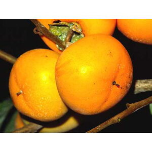 ʎc a` y 햳 i Ђ炽 j 1Nc z [ q^l  JL ʎc ̔ ]