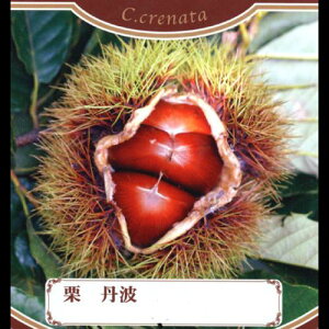 ʎc I y Og i  j 1Nc z [  N ʎc ̔ ]