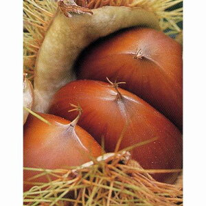 ʎc I y }g i  j 1Nc z [  N ʎc ̔ ]