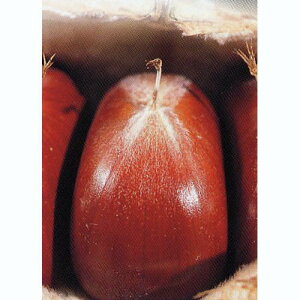 ʎc I y  i ւ j 1Nc z [  N ʎc ̔ ]