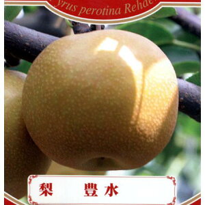 ʎc  y L i ق j 1Nc z [ Ȃ iV ʎc ̔ ]