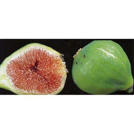 果樹苗 イチジク 【 キング 1年生苗 】 [ 無花果 いちじく 果樹苗木 販売 ]