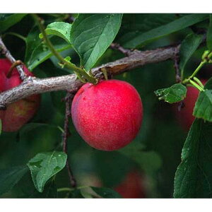 ʎc X y Α 1Nc z [   ʎc ̔ ]