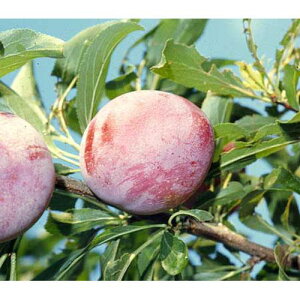 ʎc X y T^[U 1Nc z [   ʎc ̔ ]