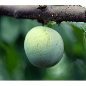 ʎc X y \_ 1Nc z [   ʎc ̔ ]