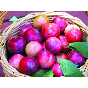 ʎc X y X[ 1Nc z [   ʎc ̔ ]