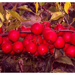 ʎc ь y AvX 1Nc z [  S ʎc ̔ ]