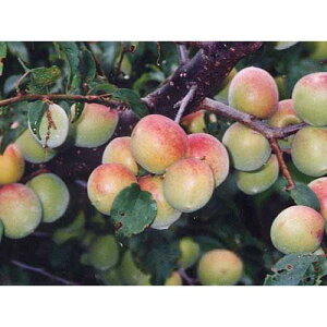 ʎc ~ y 썂 i Ȃ񂱂 j 1Nc z [  E ʎc ̔ ]