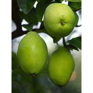 ʎc y J 1N z [  J ʎc ̔ ]