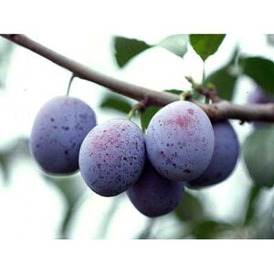 ʎc v[ y Tv[ 1Nc z [ v[ ʎc ̔ ]