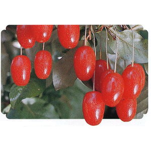 ʎc y rbNO~ 1N z [ т肮 ʎc ̔ ]