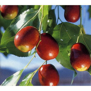 ʎc ic y ic 1Nc z [  Ȃ ʎc ̔ ]