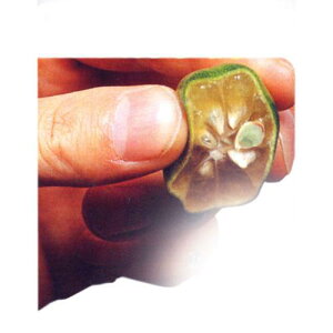 kނ̕c y V[N[T[ 1Nc z [ _k  񂫂 JLc k c ]