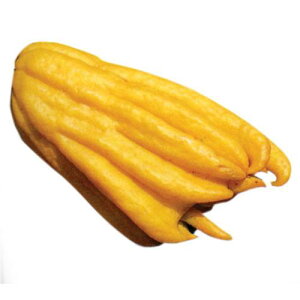 kނ̕c y 芹 i Ԃォ j 1Nc z [ G IW 񂫂 JLc k c ]