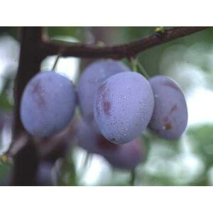 ʎc v[ y VK[v[ 1Nc z [ v[ ʎc ̔ ]