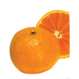 柑橘類の苗 【 南津海 （ なつみ ） 1年生苗木 】 [ ナツミ 雑柑 オレンジ かんきつ カンキツ 柑橘 苗 ]