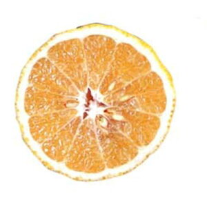 kނ̕c y ͂邩 2Nc z [ G IW 񂫂 JLc k c ]