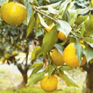 kނ̕c y ΂ 1Nc z [ G IW 񂫂 JLc k c ]