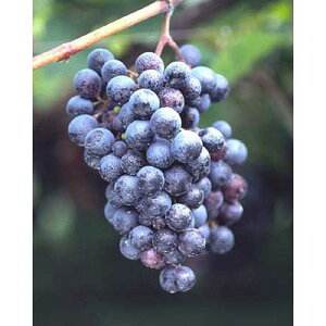 ʎc uhE y LxX 1Nc z [  Ԃǂ ʎc ̔ ]