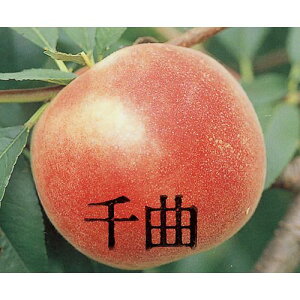 ʎc  yȔP i ܂͂ j1Nc z [   ʎc ̔ ]