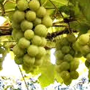 ʎc uhE y iCAK 1Nc z [  Ԃǂ ʎc ̔ ]