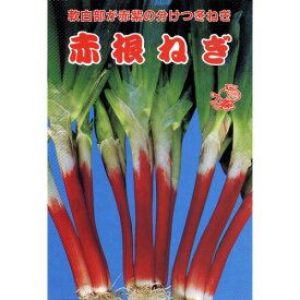ネギ 種 【 赤根ねぎ 】 種子 小袋（約3ml） （ 種 野菜 野菜種子 野菜種 ）