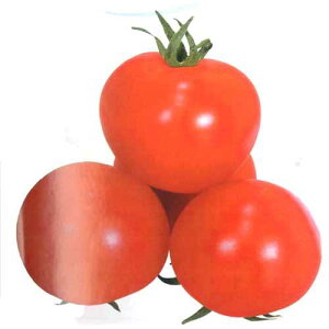 ʃg}g  y bhI[ z ܁i13j ( ʃg}g̎ )