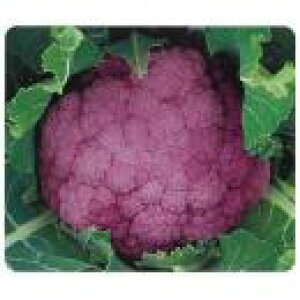 カリフラワー 種 【 遠州あか花やさい 】 小袋 ( カリフラワーの種 )