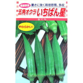 オクラ 種 【いちばん星】 70粒 （ 種 野菜 野菜種子 野菜種 ）