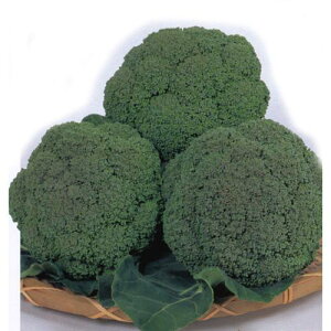 ubR[  y Oh[ z q ybg5000 i   ؎q ؎ j