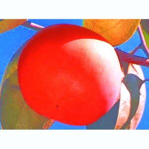 ʎc Ê` y MH i イ j 1Nc z [ LVE  JL ʎc ̔ ]@i MH@io^ԍ 13540