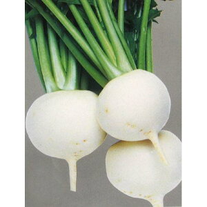カブ 種 【 耐病ひかり 】 種子 1dl缶 ( 種 野菜 野菜種子 野菜種 )