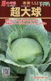 キャベツ 種 【 トキタの男の野菜シリーズ 超大球 】 種子 小袋 （ 種 野菜 野菜種子 野菜種 ）