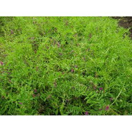 緑肥・牧草 種 【 ヘアリーベッチ まめ助 】 種子 1kg×1袋　1kg×5袋 （ 種 野菜 野菜種子 野菜種 ）