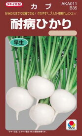 カブ 種 【 耐病ひかり 】 小袋 RF ( カブの種 )