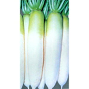 大根 種 【 耐病総太り 】 種子 2dl ( 種 野菜 野菜種子 野菜種 )