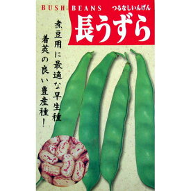 つるなしいんげん 種 【長うずら】 約30ml （ 種 野菜 野菜種子 野菜種 ）