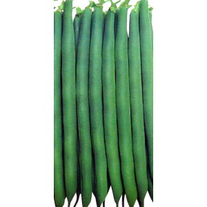 Ȃ񂰂  y݂ǂ2z 1dl i   ؎q ؎ j